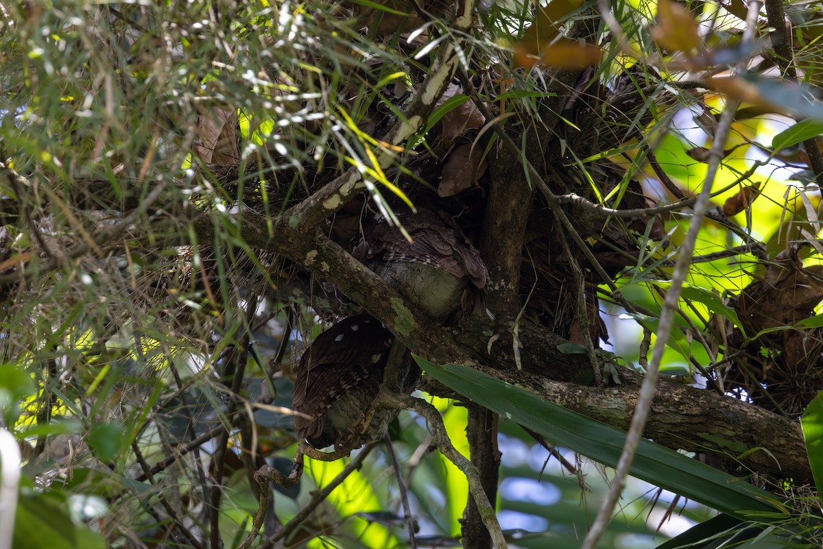 Choco Screech-Owl - ML619299914