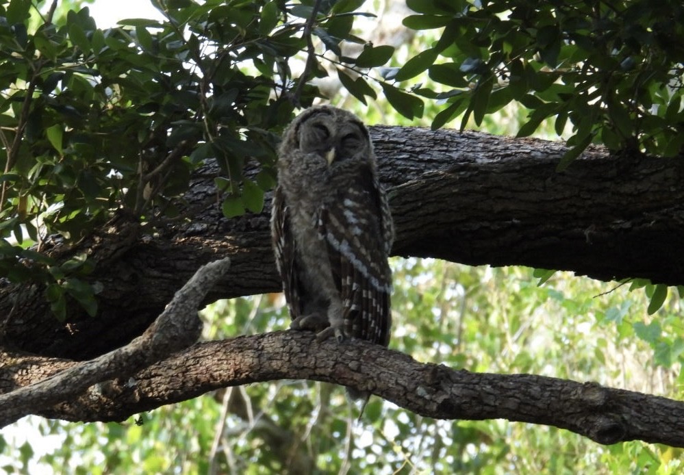 Barred Owl - Denise Rychlik