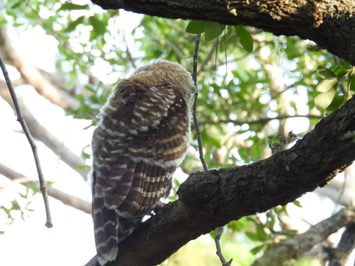 Barred Owl - Denise Rychlik