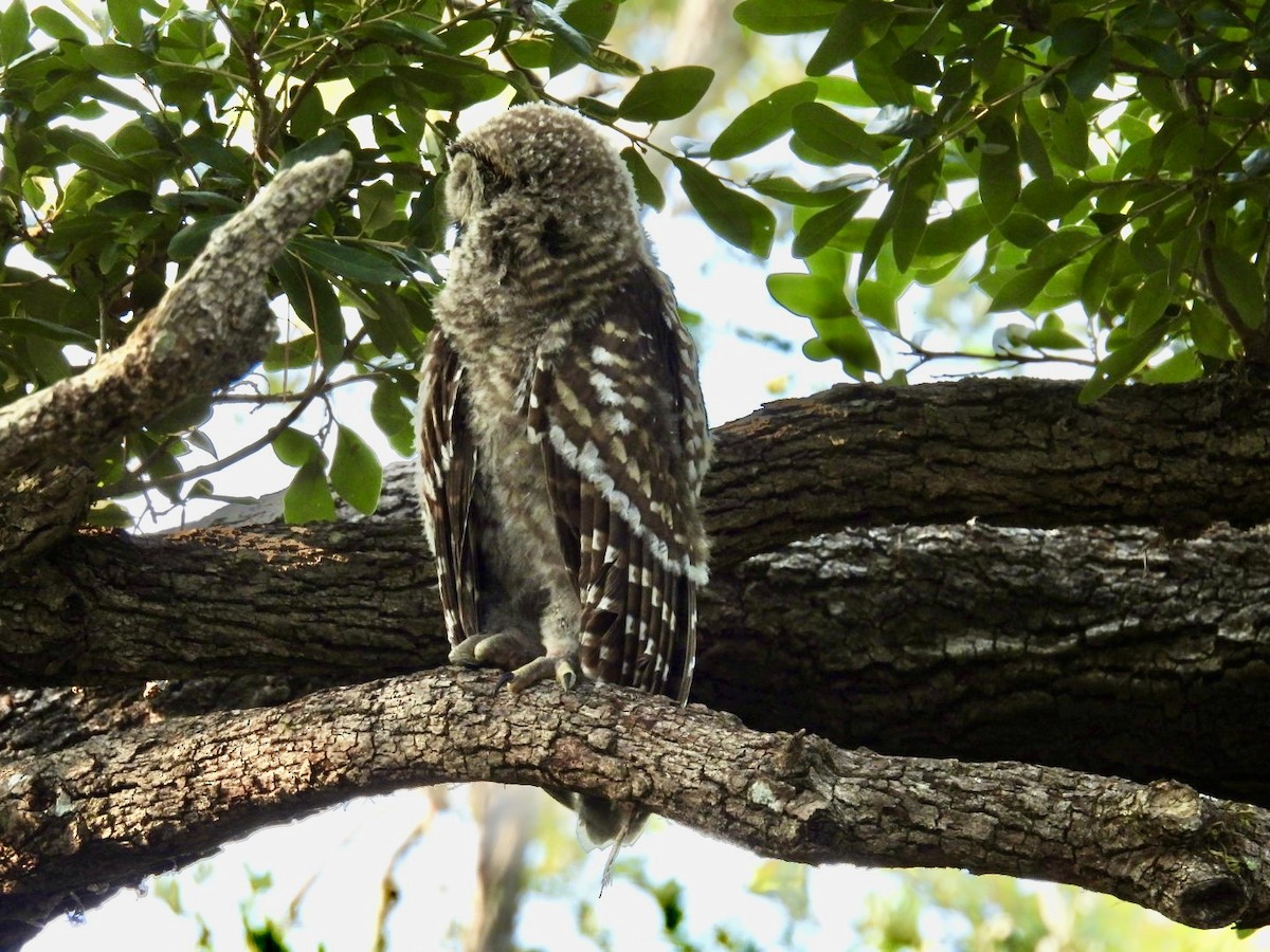 Barred Owl - Denise Rychlik