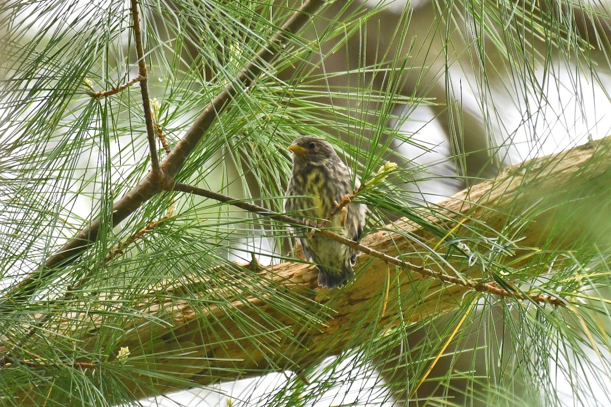 Pine Siskin - ML619299935