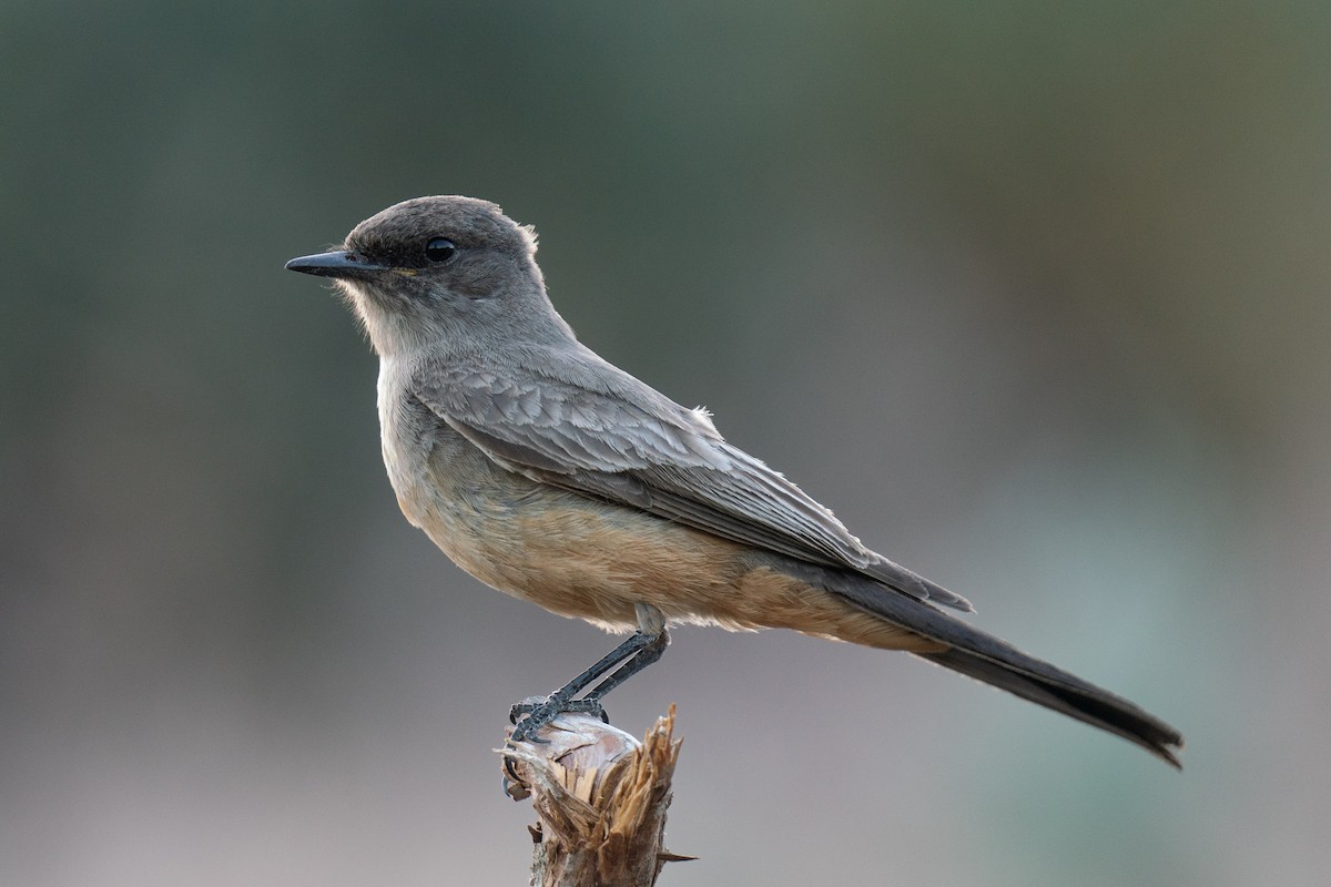 Say's Phoebe - Garrett  Kenny