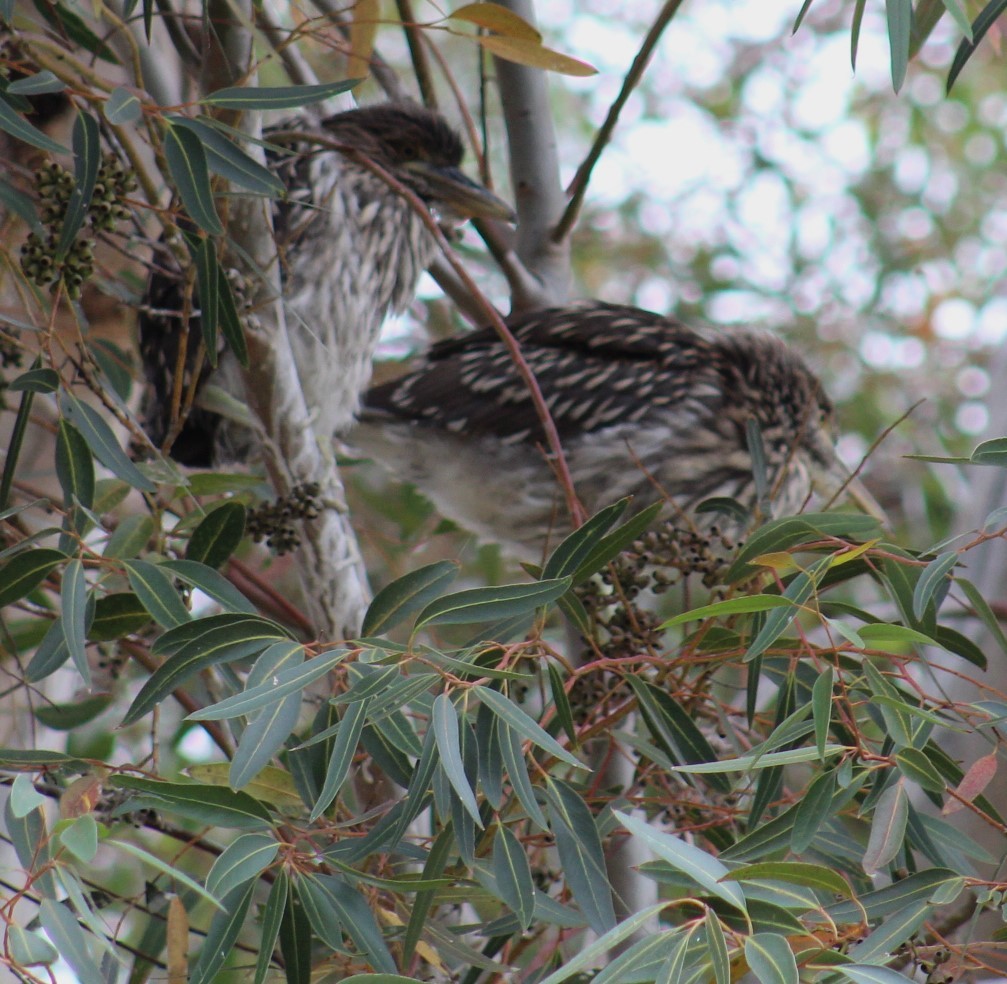 Black-crowned Night Heron - Richard Breisch