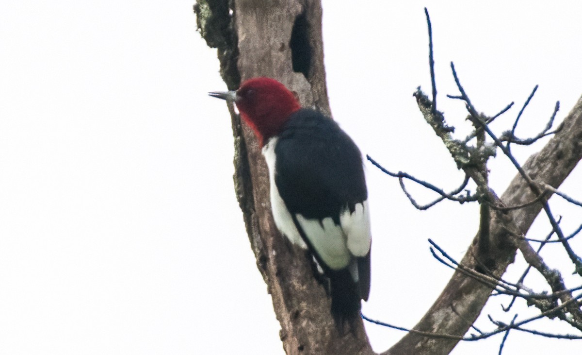Red-bellied Woodpecker - Gregg Petersen