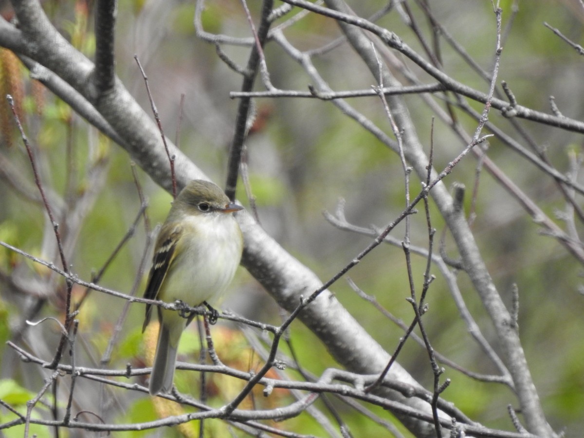 Empidonax sp. - Marc LeBlanc