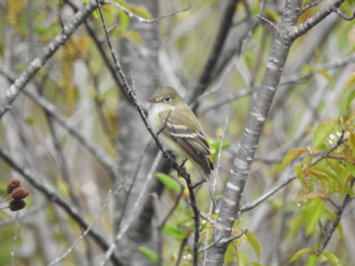 Empidonax sp. - Marc LeBlanc