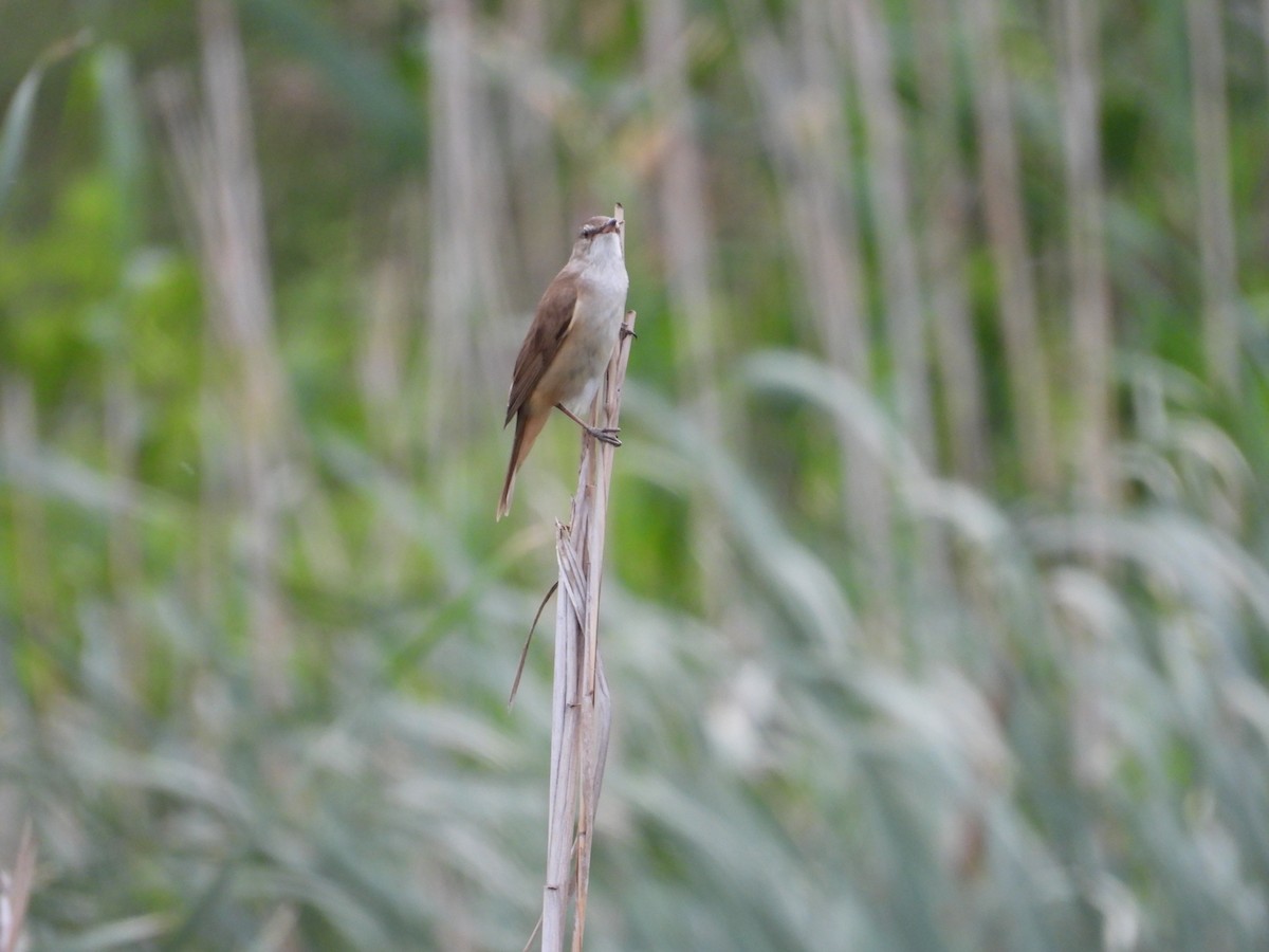 Great Reed Warbler - Danka Jaksic