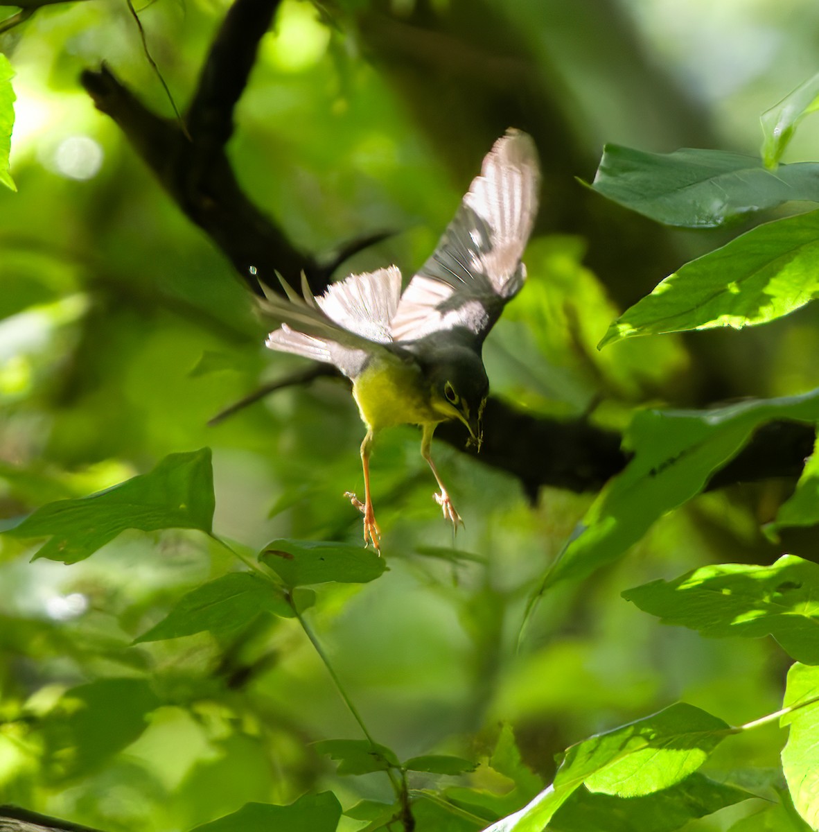 Canada Warbler - A Birder