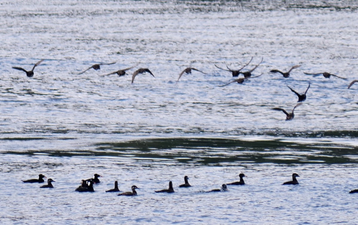 Surf Scoter - Jan Bryant