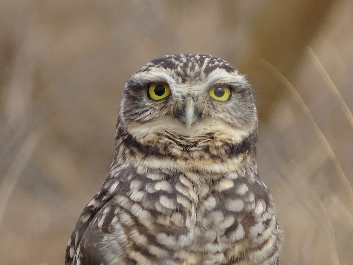 Burrowing Owl - José Ignacio Catalán Ruiz
