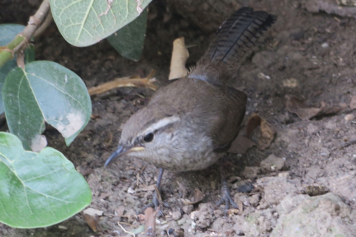 Bewick's Wren - Catherine  Kaye