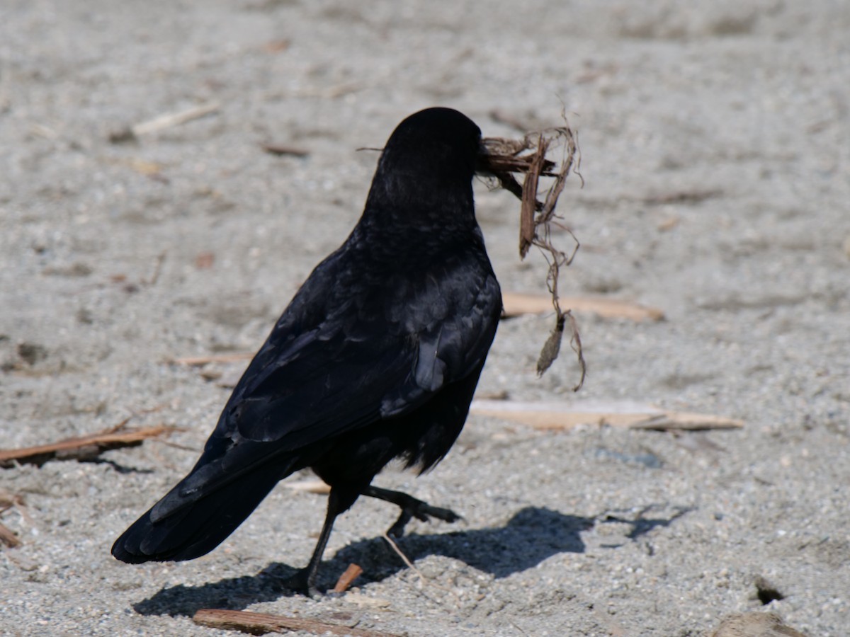 American Crow - Jan Bryant