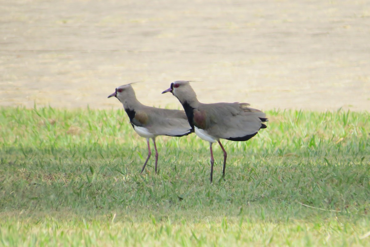 Southern Lapwing - Jonathan Ehlert