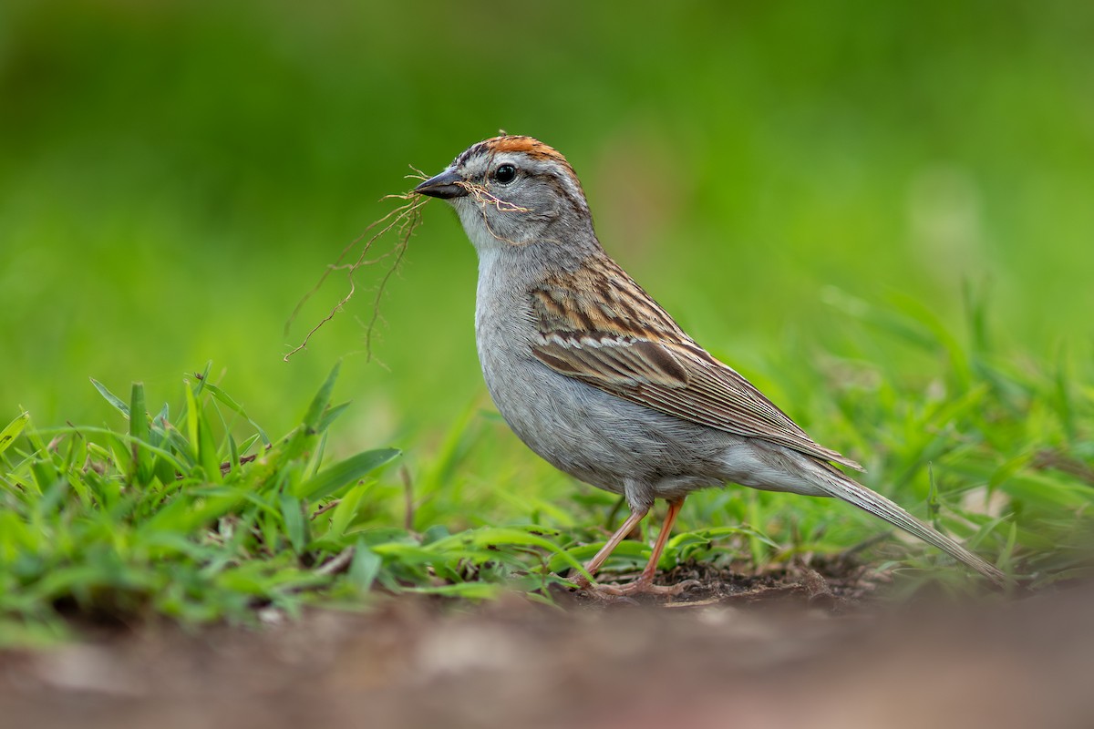 Chipping Sparrow - Cadeo Scott Schipper