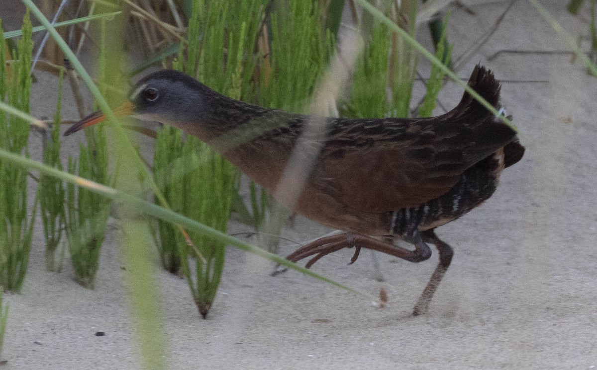 Virginia Rail - ML619300040