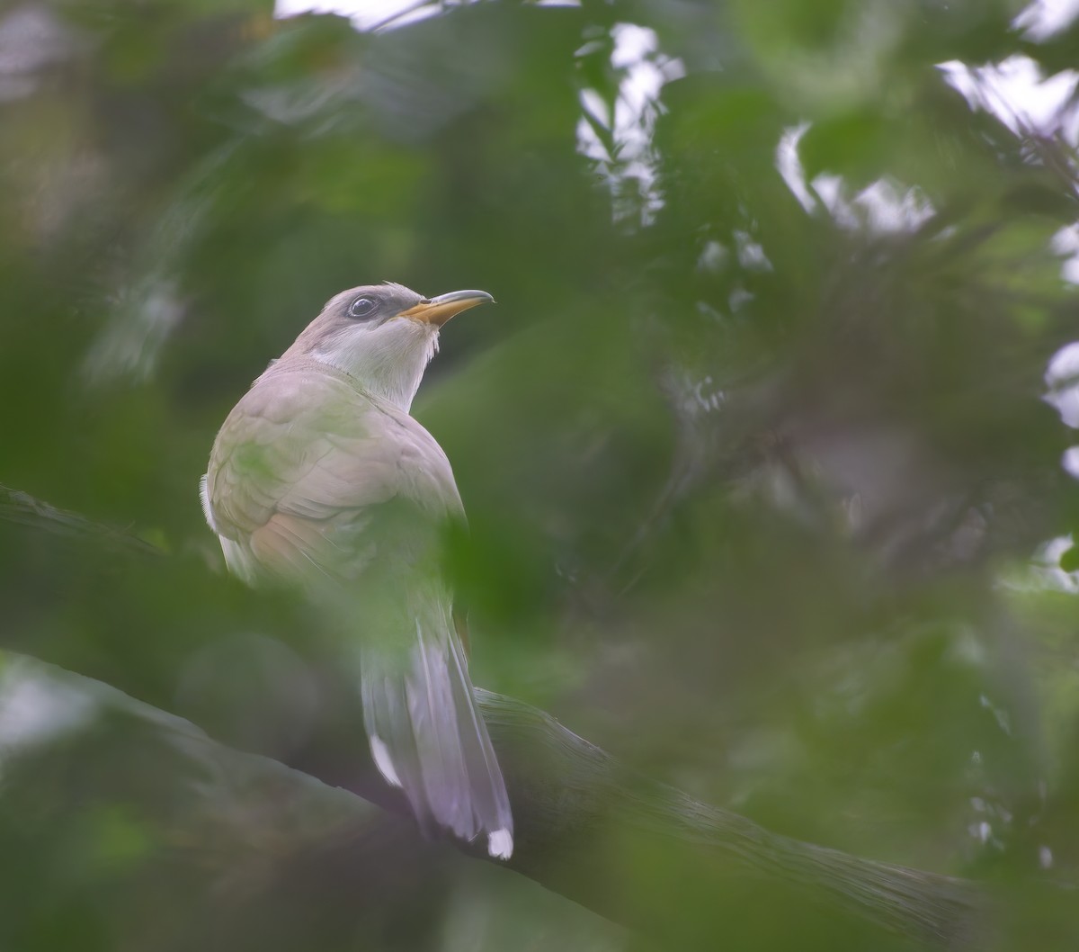 Yellow-billed Cuckoo - A Birder
