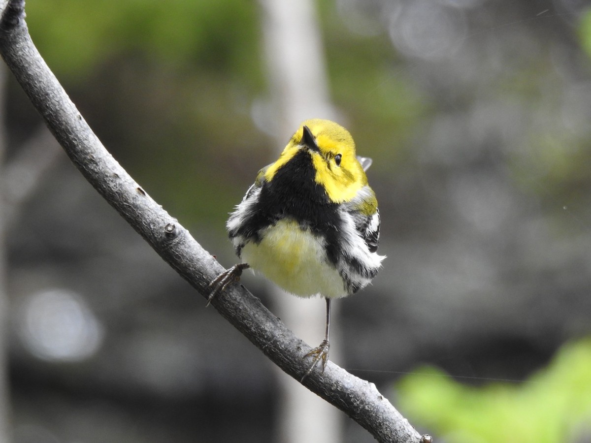 Black-throated Green Warbler - Marc LeBlanc