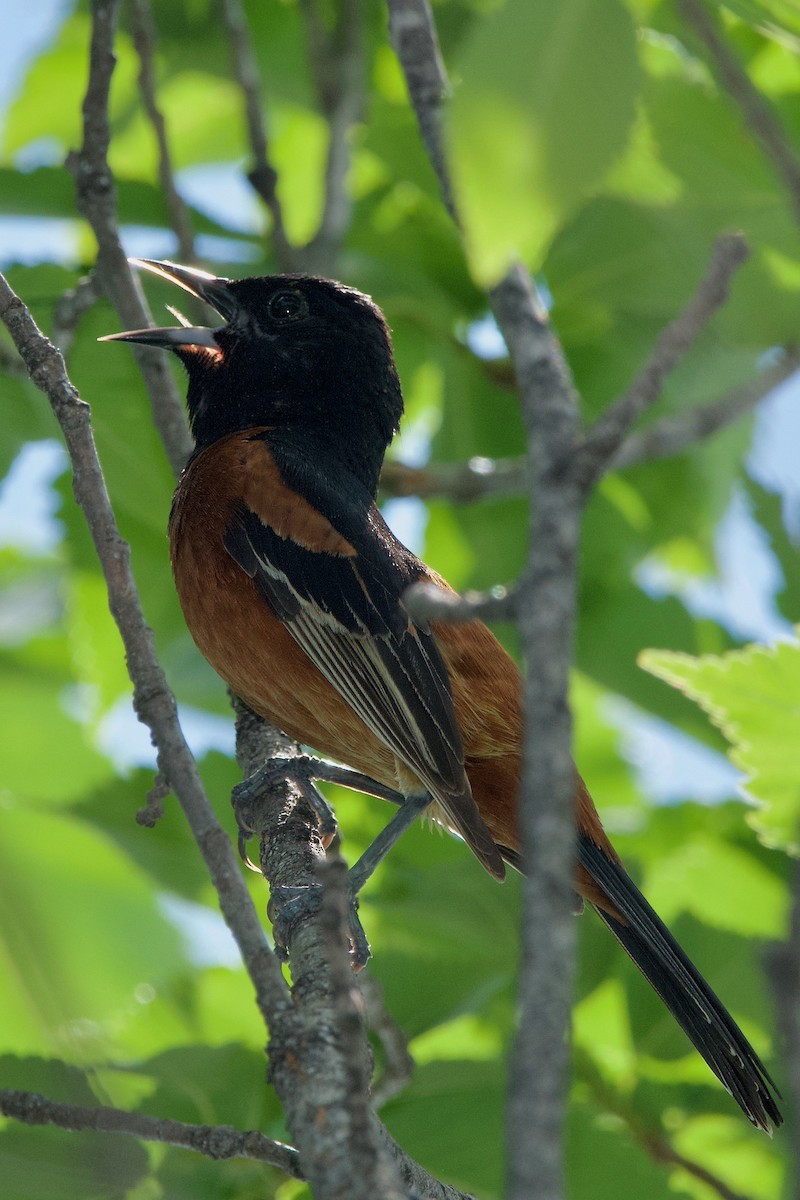 Orchard Oriole - Greg Harber