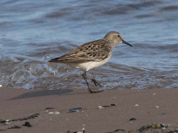 White-rumped Sandpiper - ML619300054