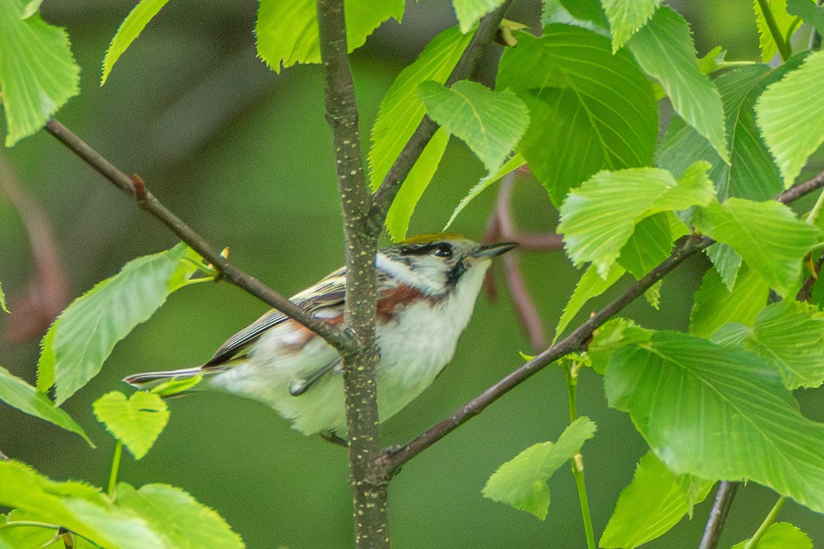 Chestnut-sided Warbler - ML619300071