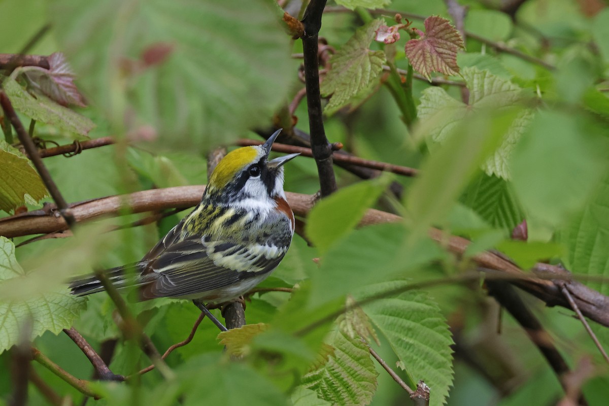 Chestnut-sided Warbler - Larry Therrien