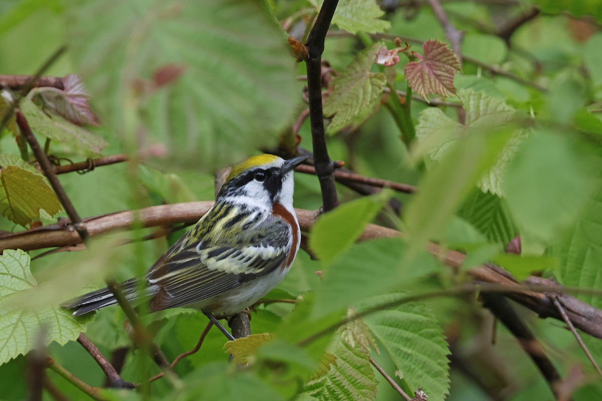 Chestnut-sided Warbler - Larry Therrien