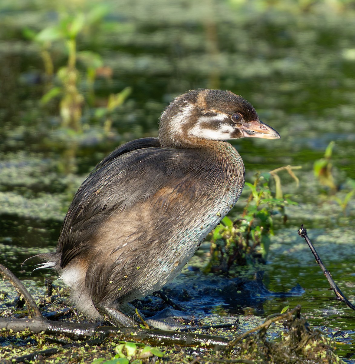 Pied-billed Grebe - A Birder