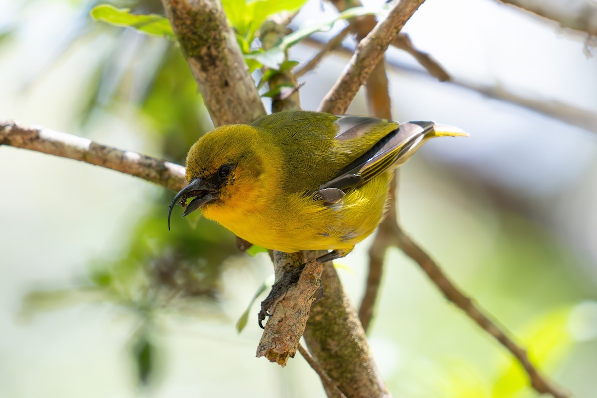 Hawaii-Sichelkleidervogel - ML619300097