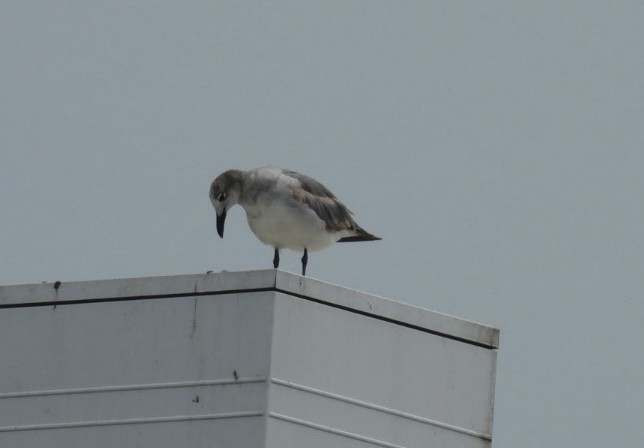 Laughing Gull - Denise Rychlik