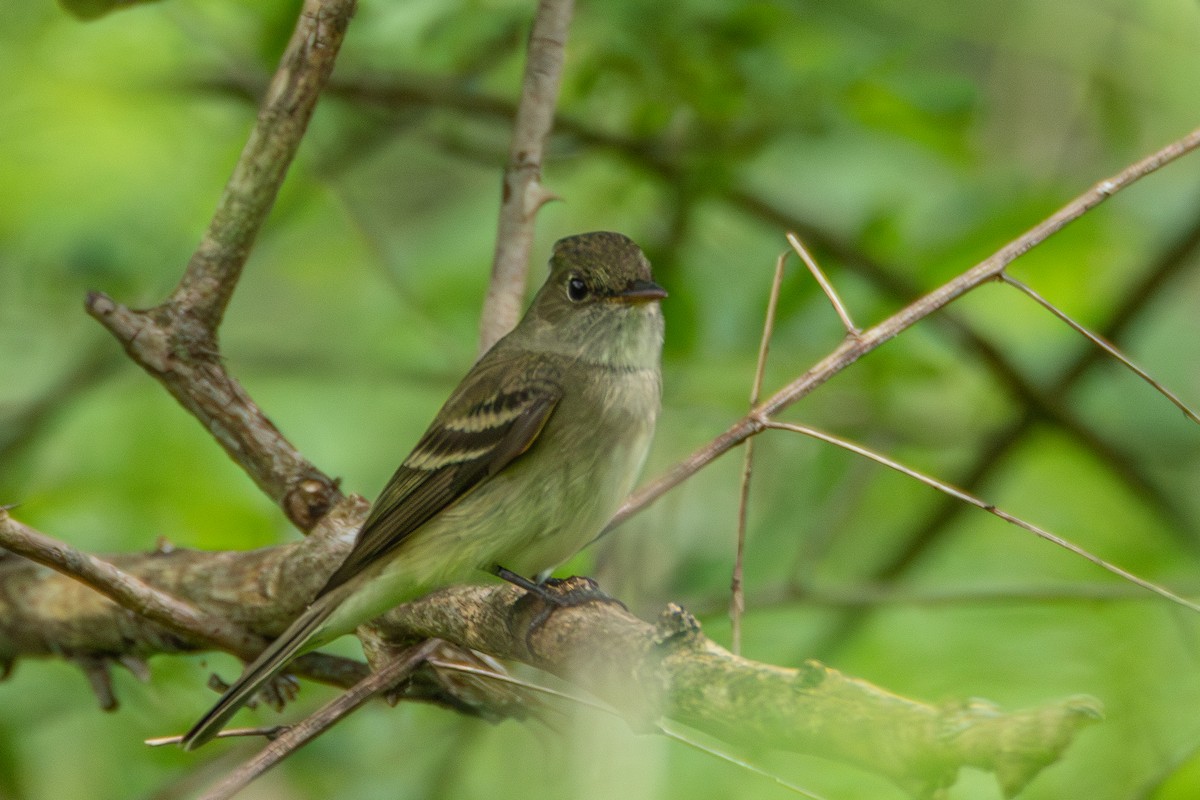 Willow Flycatcher - Steven Bruenjes