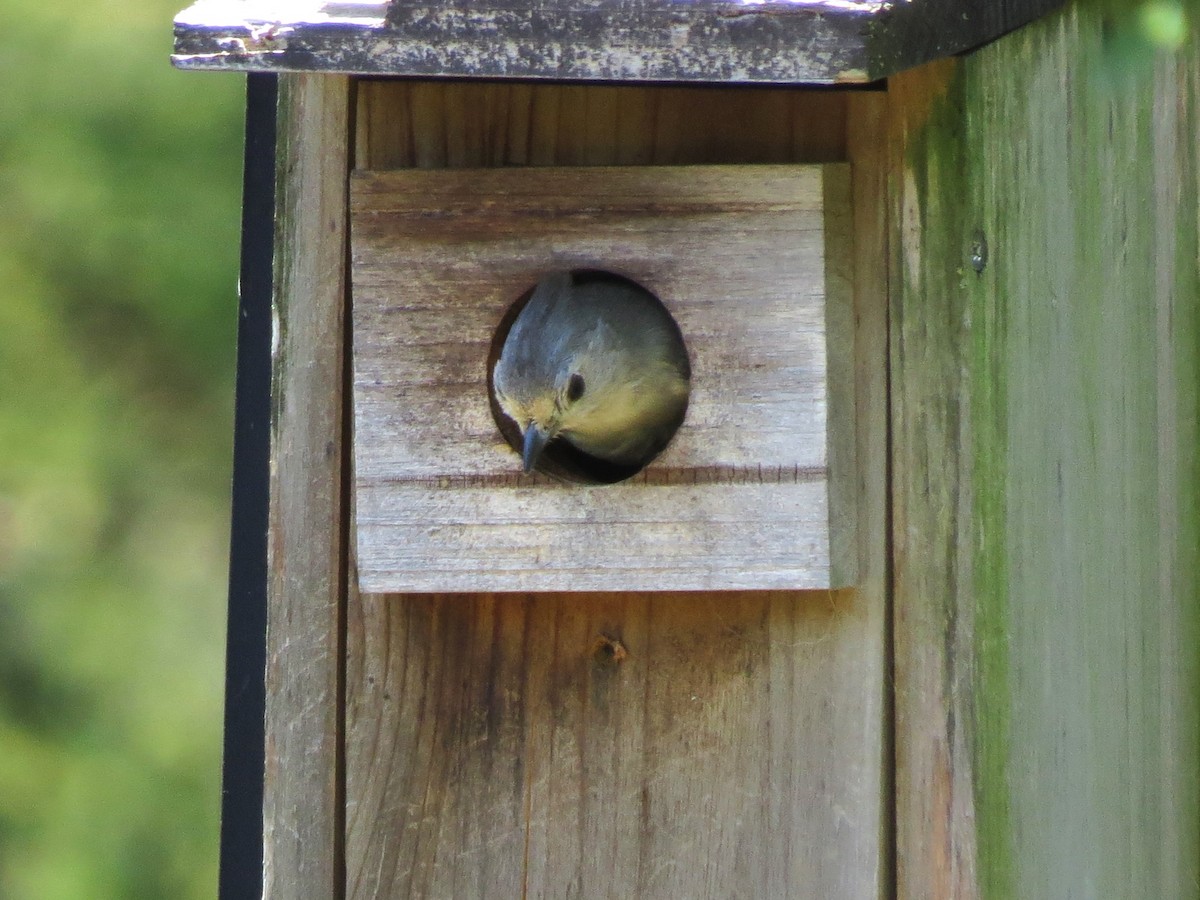 Black-crested Titmouse - Timothy Fennell