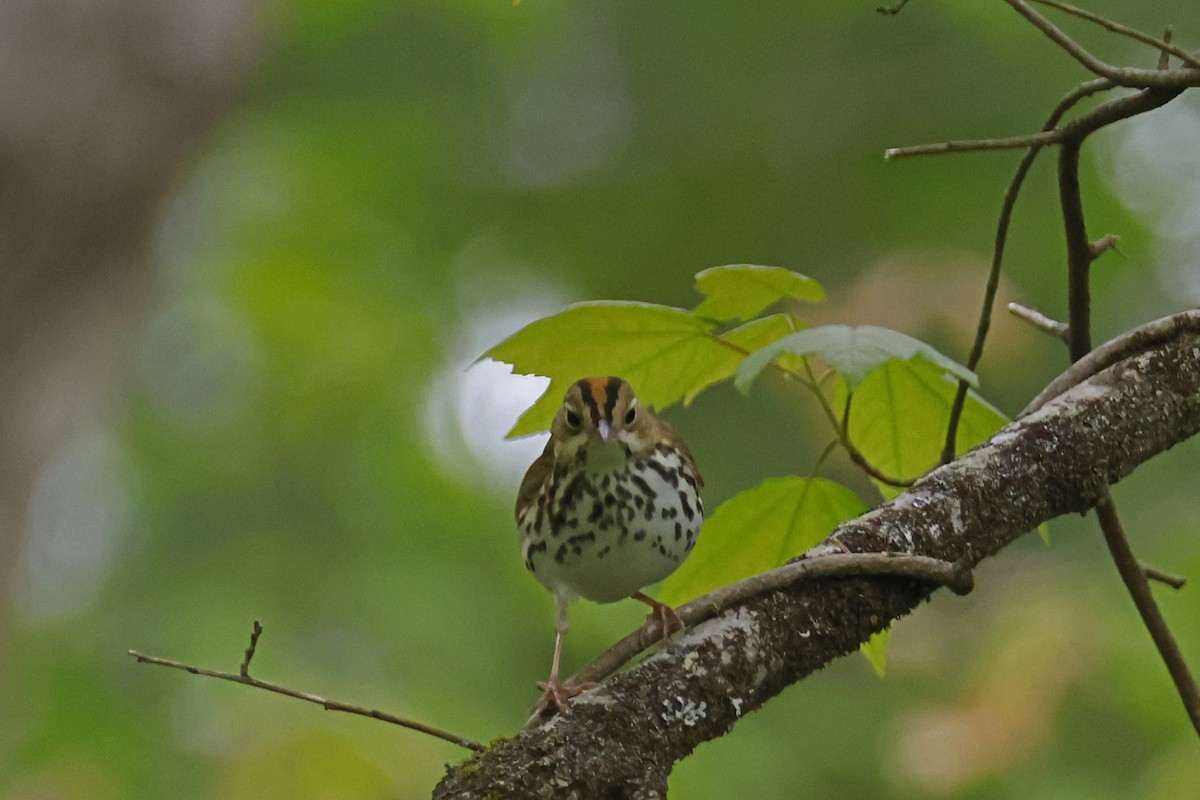 Ovenbird - Larry Therrien