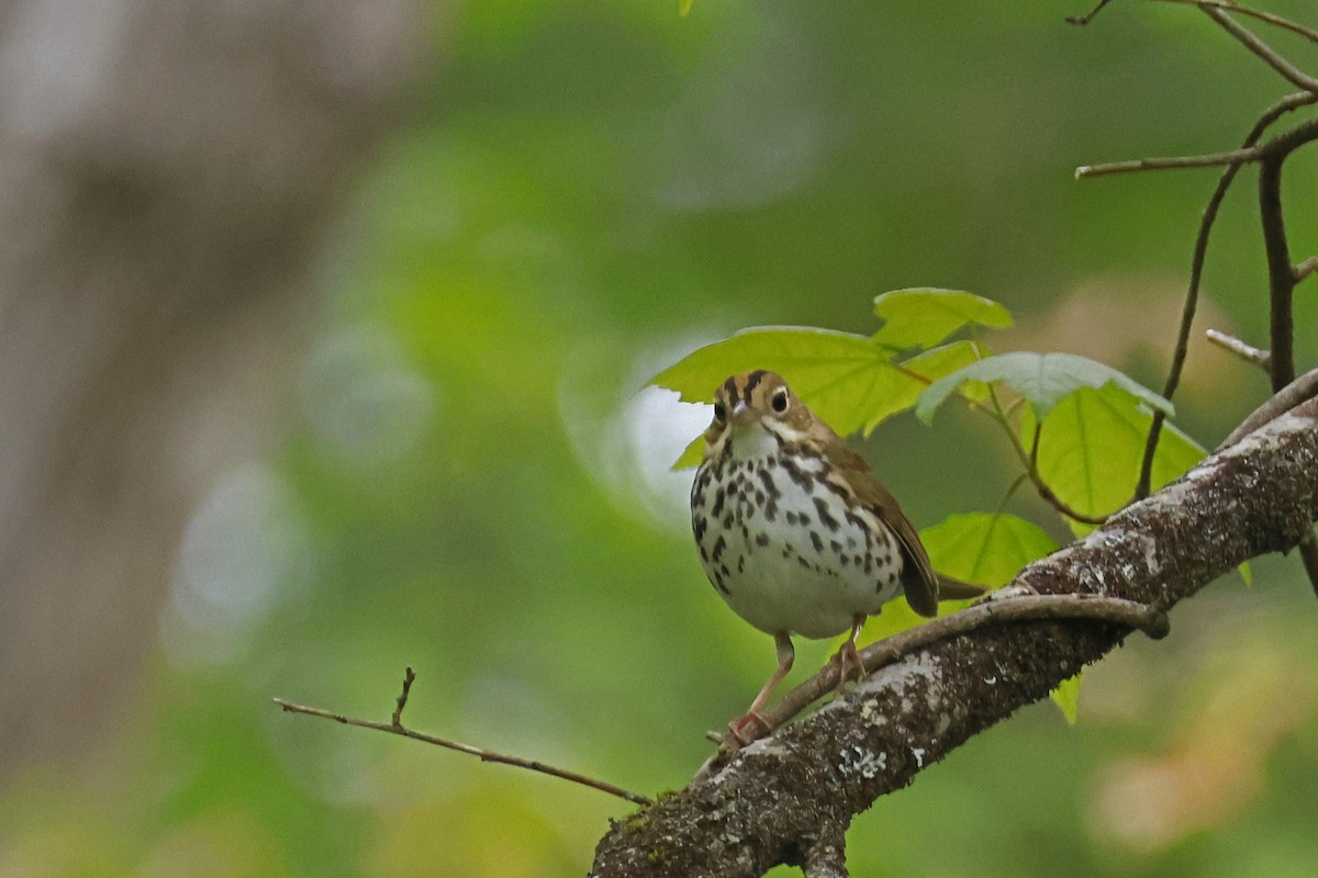 Ovenbird - Larry Therrien