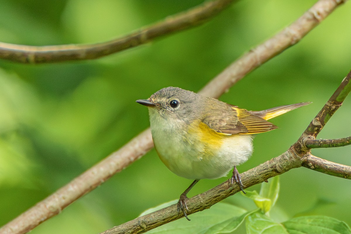 American Redstart - Steven Bruenjes