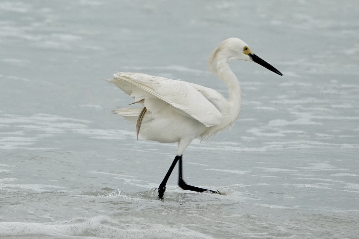Snowy Egret - Alena Capek
