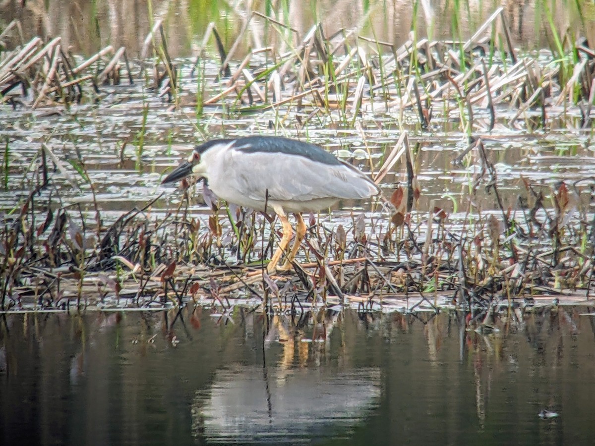 Black-crowned Night Heron - jean bernier