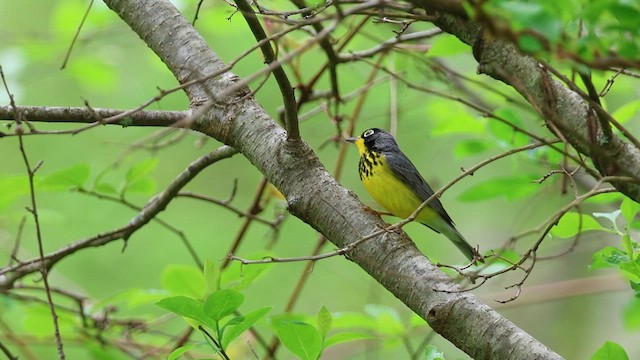 Paruline du Canada - ML619300134