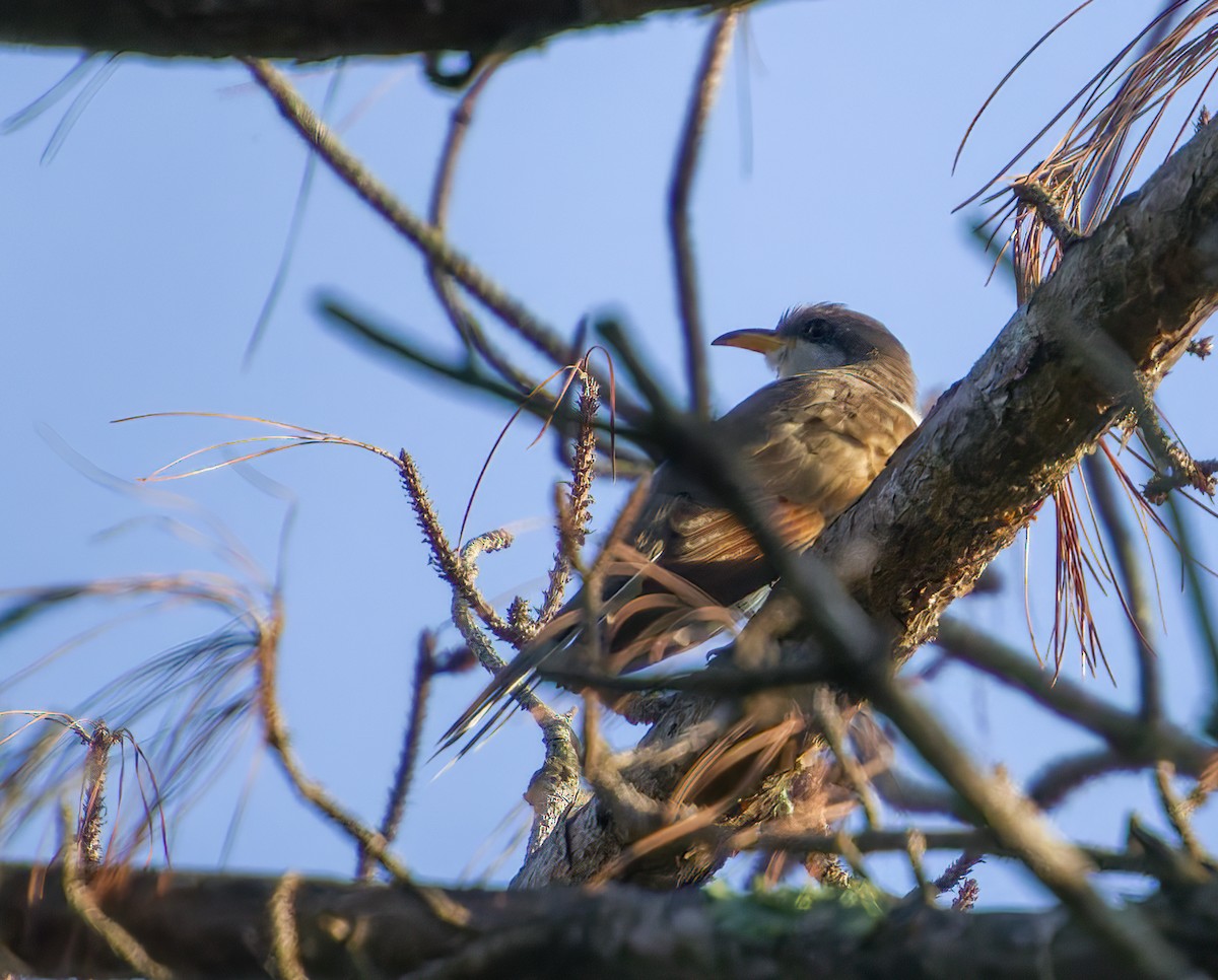 Yellow-billed Cuckoo - A Birder