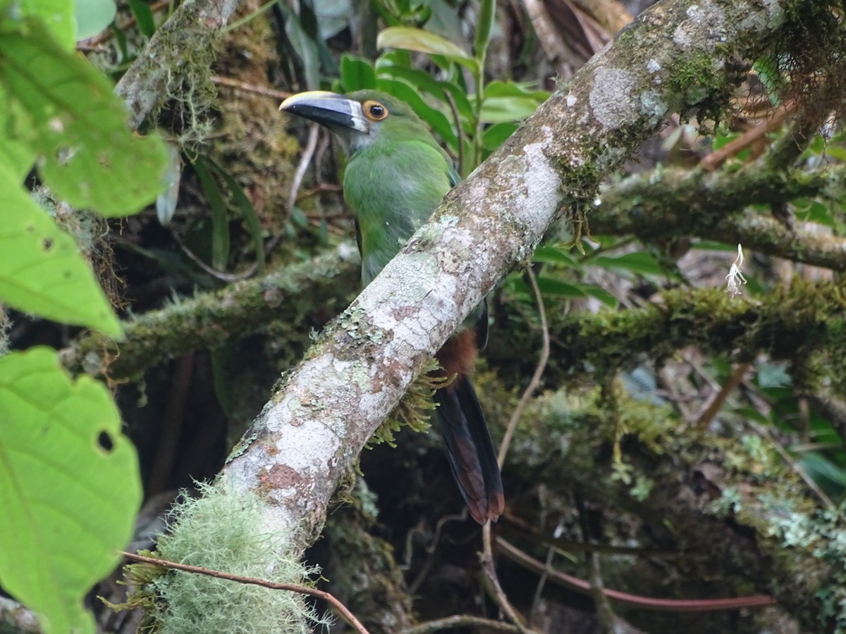 Southern Emerald-Toucanet - Kevin Borja