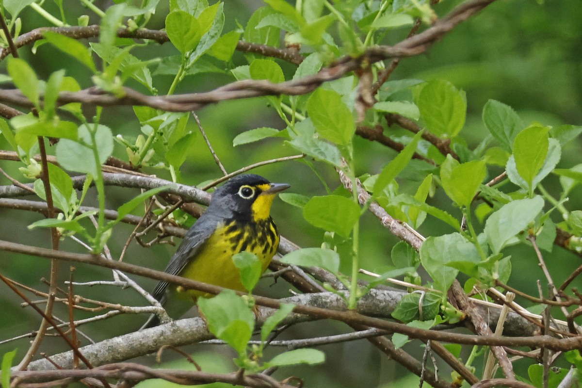 Canada Warbler - Larry Therrien