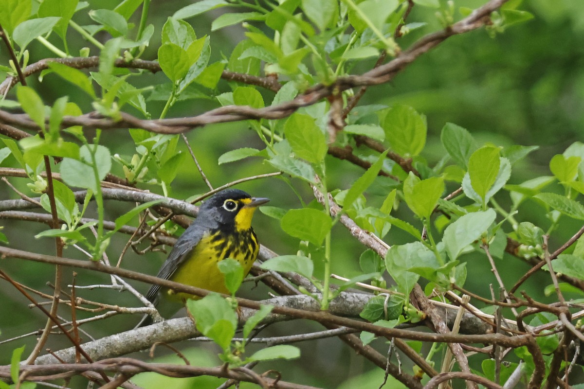 Canada Warbler - Larry Therrien