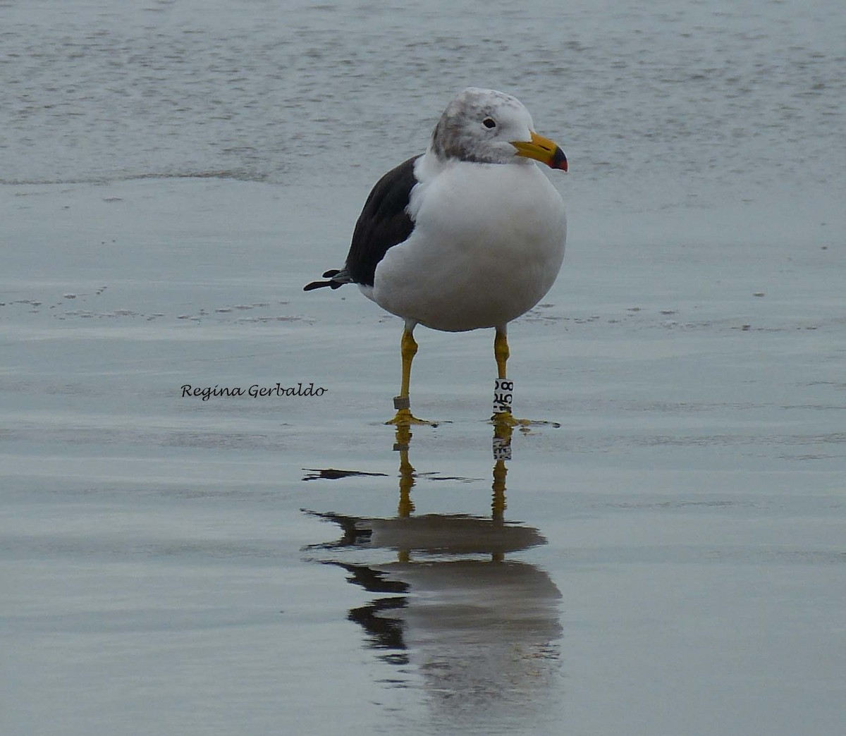 Olrog's Gull - regina gerbaldo