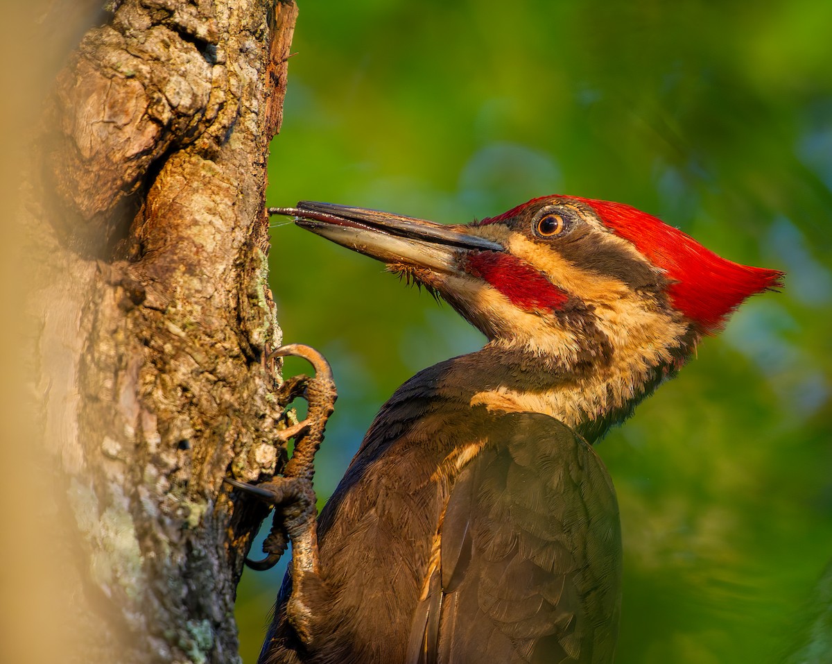 Pileated Woodpecker - A Birder