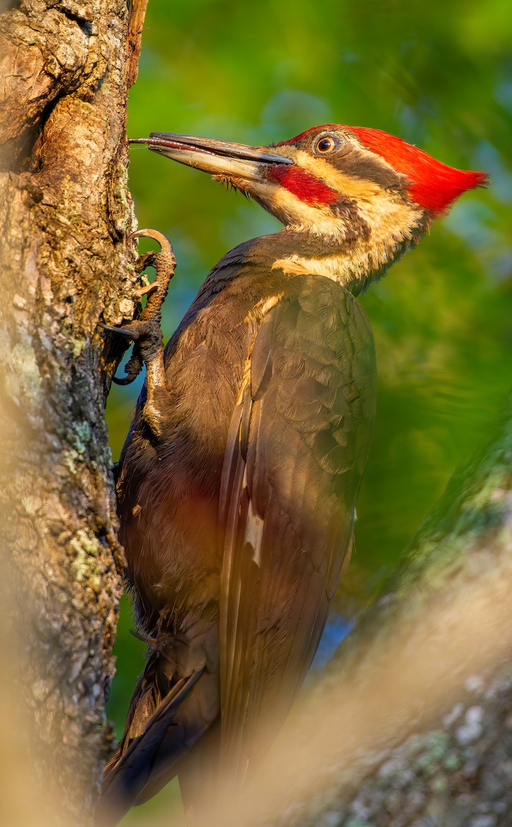 Pileated Woodpecker - A Birder