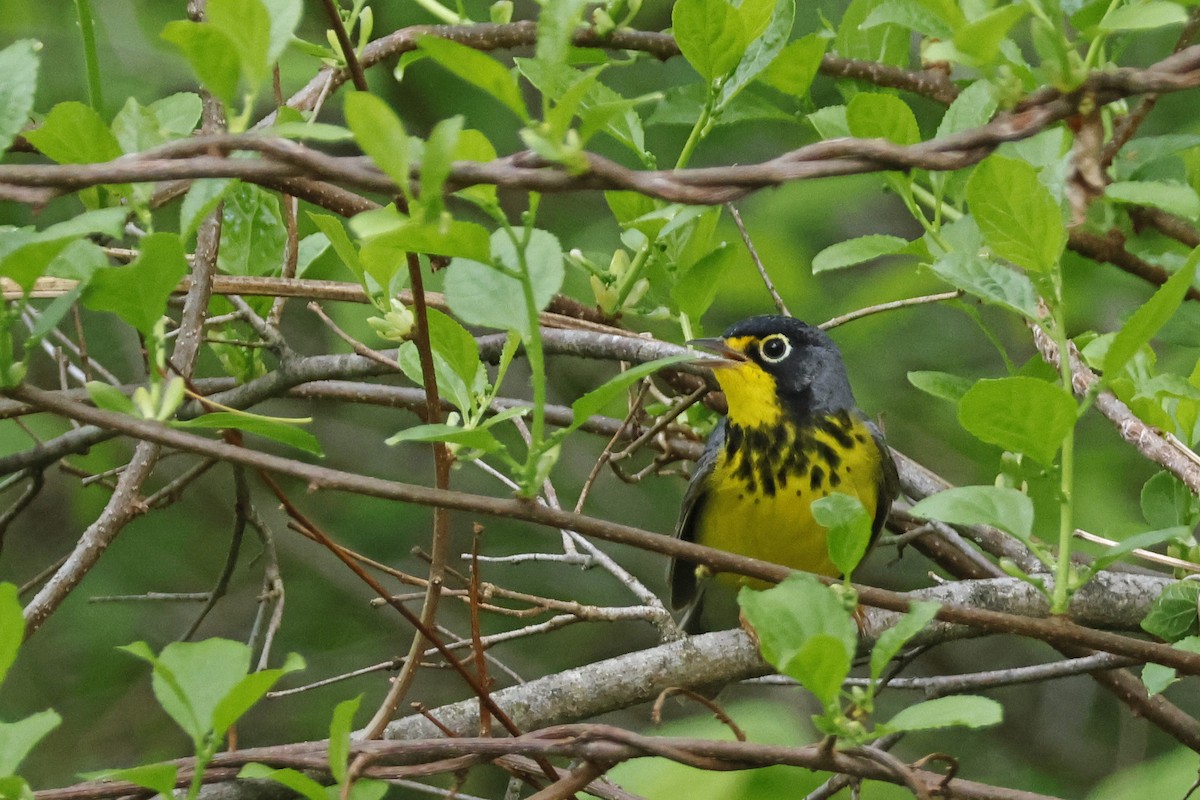 Canada Warbler - Larry Therrien