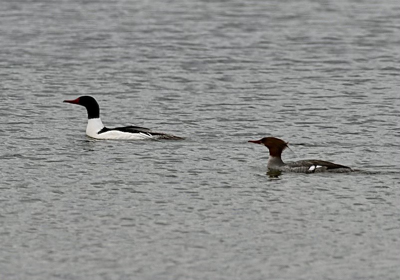 Common Merganser - ML619300189