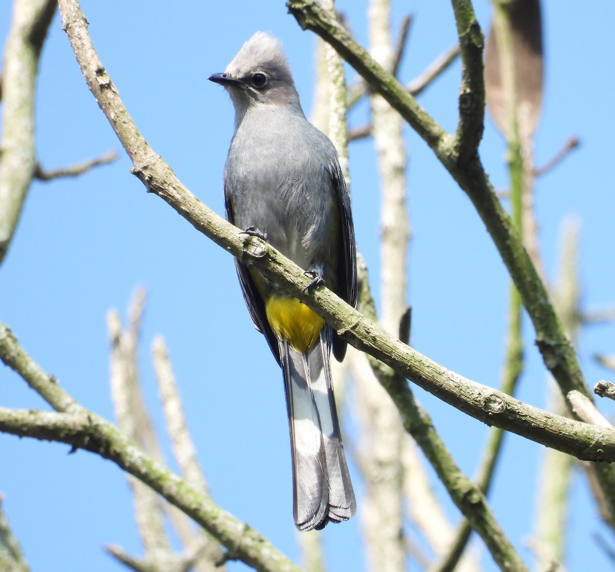 Gray Silky-flycatcher - undefined