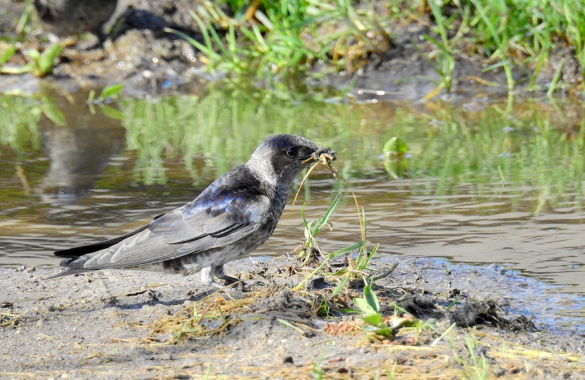 Purple Martin - Bob Curry