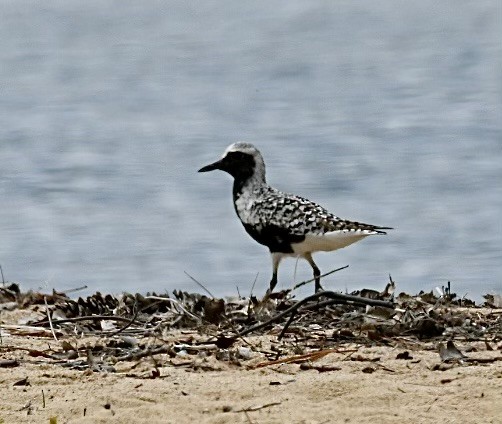 Black-bellied Plover - Carol McCluskey