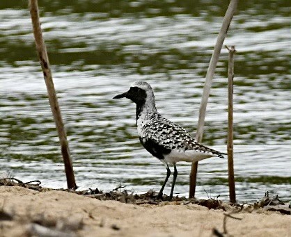 Black-bellied Plover - Carol McCluskey